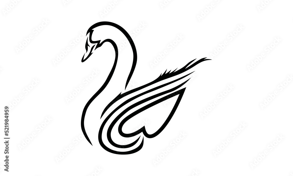 black and white swan black and white swan