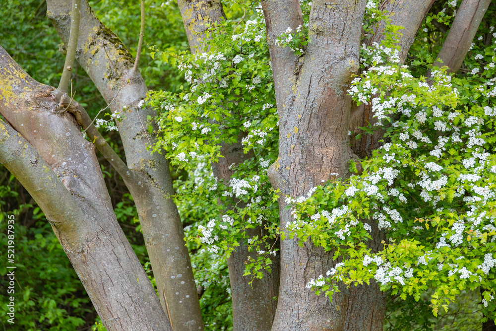 Frühlingsblüten an einem Baum