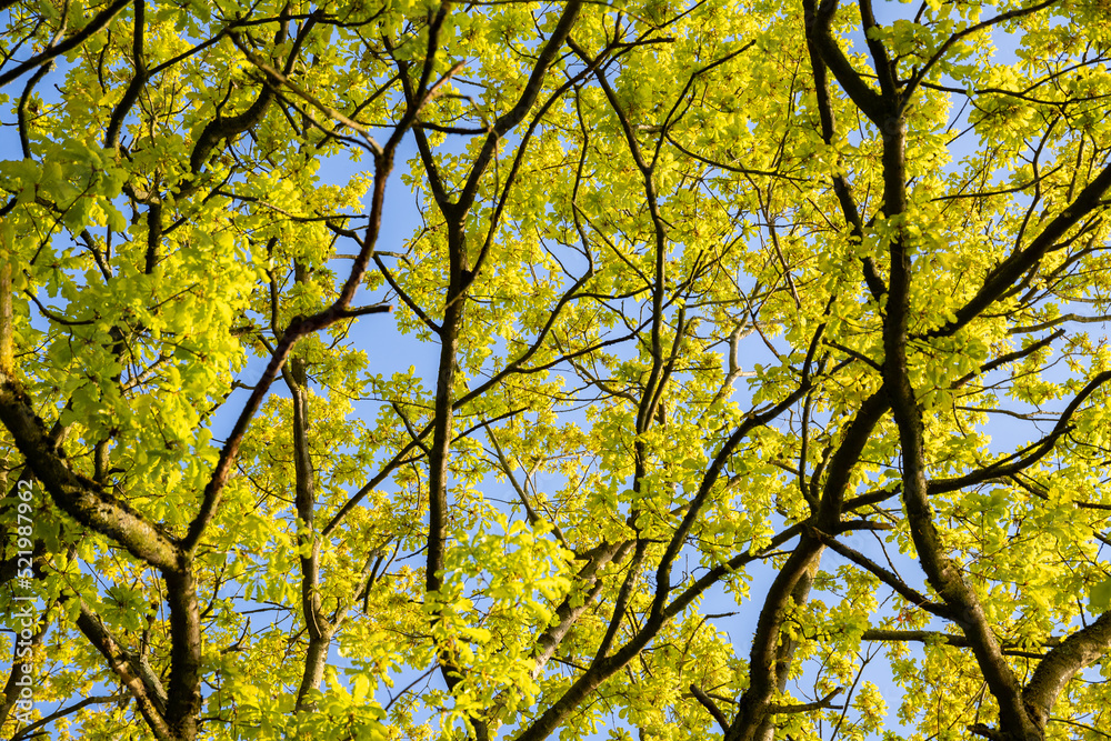 Blick in eine Buchenkrone Blick in eine Buchenkrone