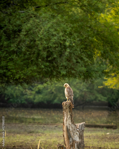 White eyed buzzard or Butastur teesa bird perched in natural green scenic landscape background at tal chhapar blackbuck sanctuary churu rajasthan india asia photo