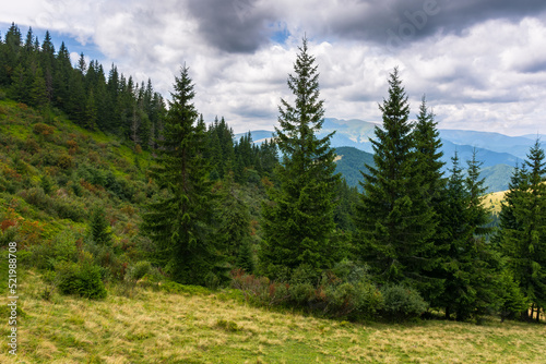 trees on the grassy meadow. beautiful nature scene on a cloudy afternoon. scenic mountain landscape in summer. view in to the distant open vista with high peak. green natural park environment