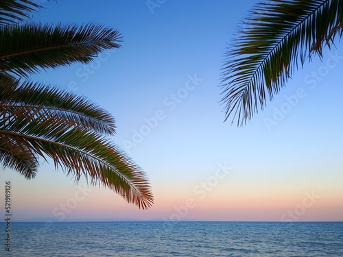 palm tree on the beach