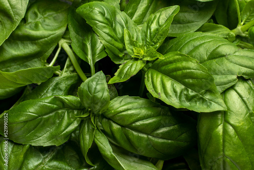 Fresh green basil. Top view.