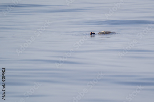 Hawksbill Turtle Breathing © Hoopoe Digital