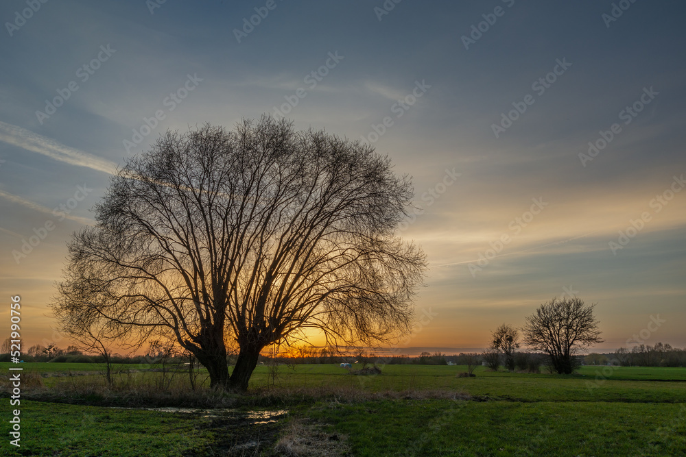Sunset behind a tree without leaves in the meadow