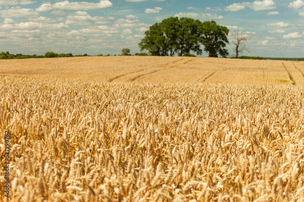 Naklejka premium Big trees behind a huge wheat field