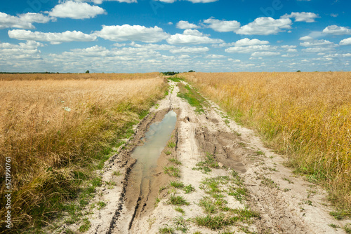 Puddle on dirt road through grain field and white clouds at sky