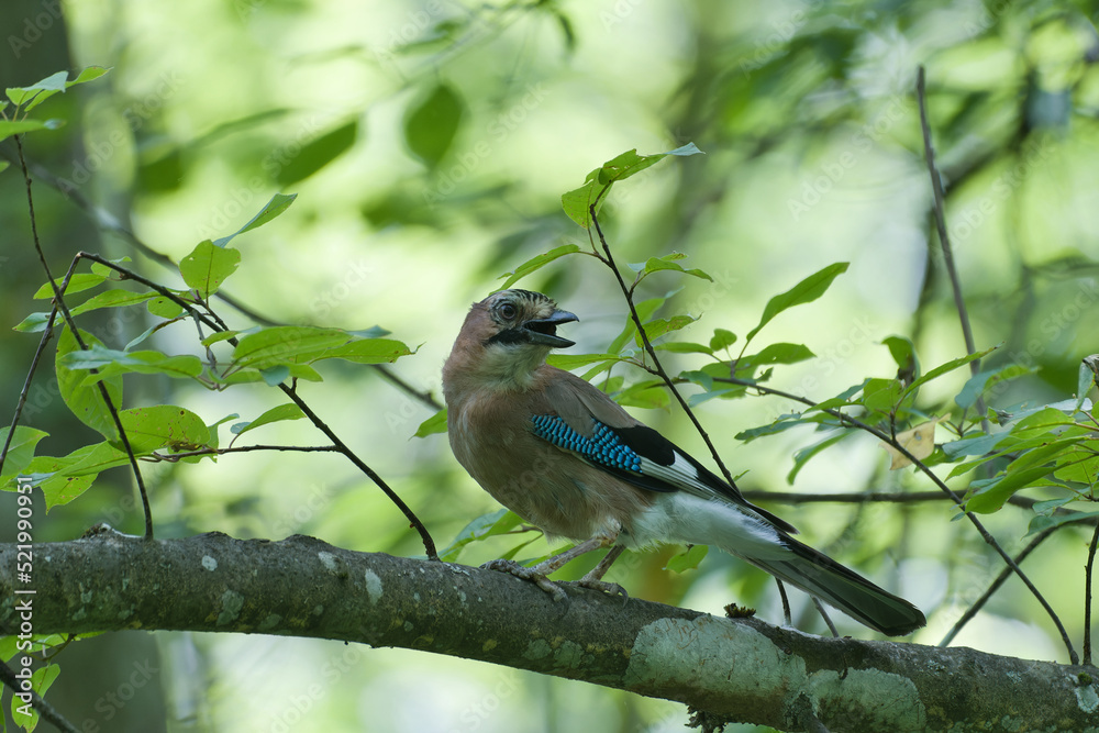 Fototapeta premium eichelhäher, bird, natur, wild lebende tiere