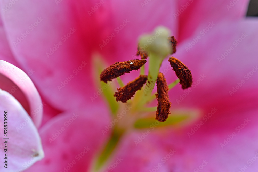 Stamens with pollen from a red lily flower close-up. Macrophotography of a lily flower. Stamens with pollen from a red lily flower close-up. Macrophotography of a lily flower.