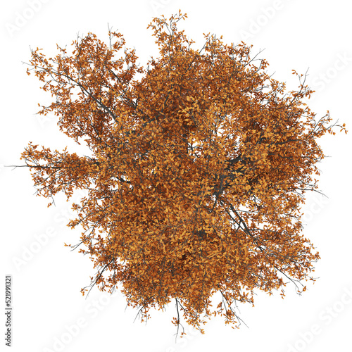 Ash tree top autumn isolated