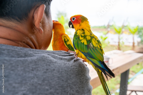 Two parrots playing on a man's shoulder in the garden next to the house