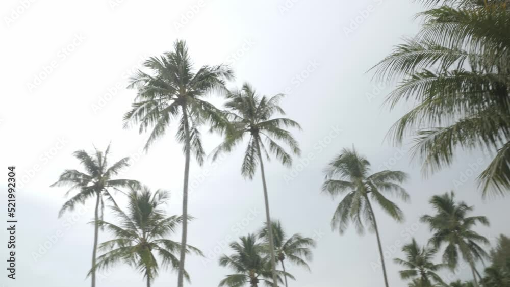 View of coconut palm trees against sky near beach on the tropical island. View of coconut palm trees against sky near beach on the tropical island.