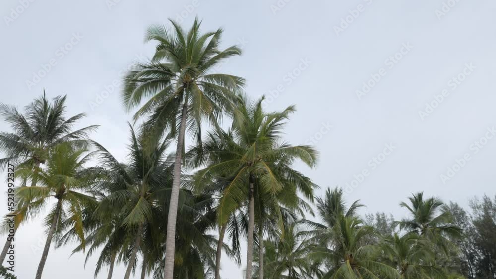 View of coconut palm trees against sky near beach on the tropical island. View of coconut palm trees against sky near beach on the tropical island.