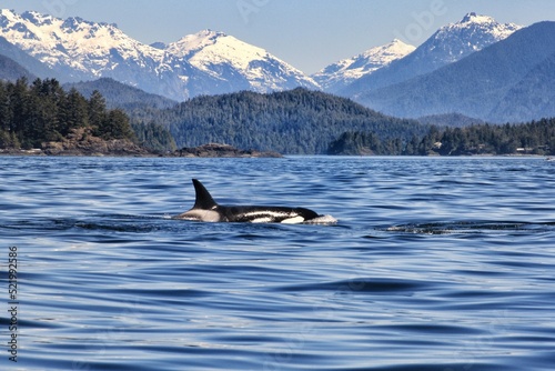 Orca spotted while whale watching at Tofino, Vancouver Island, Canada. Mountains in the background. 