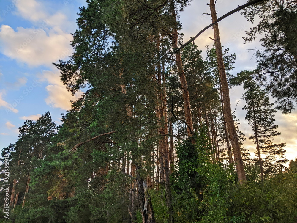 Fototapeta premium Nordic pine forest in evening light.