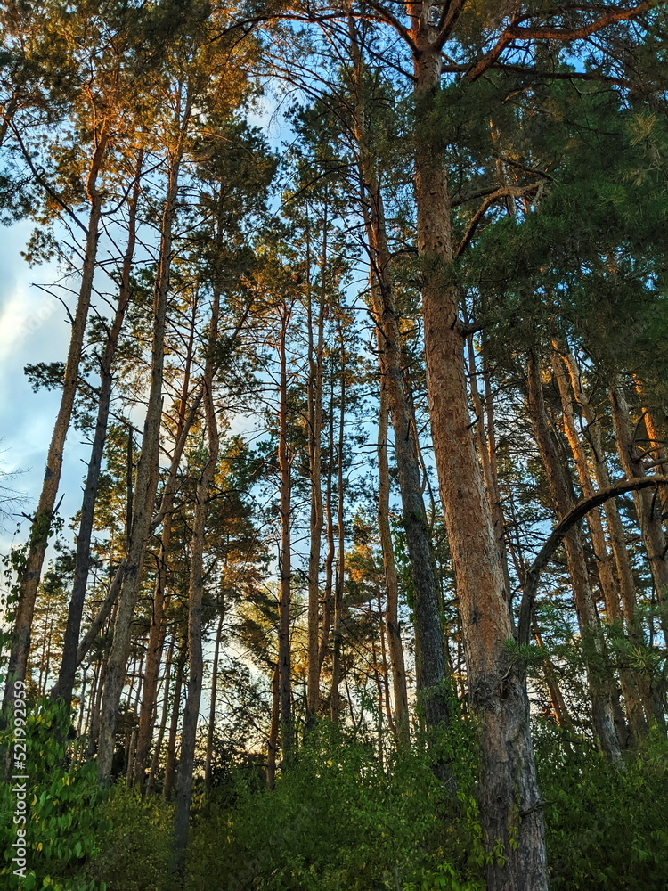 Fototapeta premium Nordic pine forest in evening light.