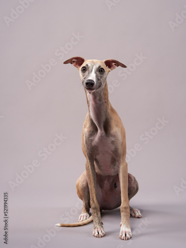 Canvas Print Portrait of a dog on a gray background