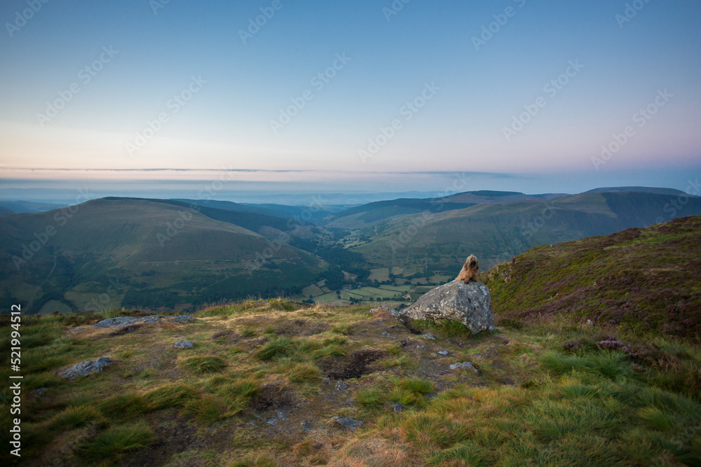 dog overlooking green mountain scenery
