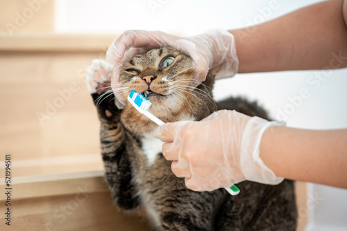 Brown cat getting teeth brushed by owner