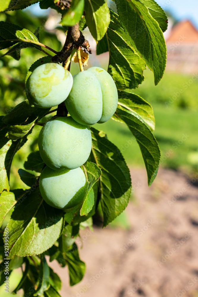 Green ripening plum on a tree with green foliage in the garden Green ripening plum on a tree with green foliage in the garden