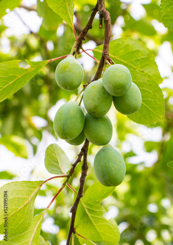 Green ripening plum on a tree with green foliage in the garden