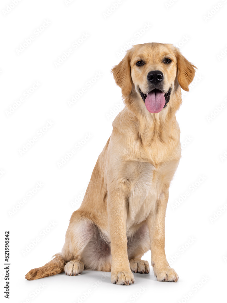 Friendly 6 months old Golden Retriever dog youngster, sitting up side ways. Looking towards camera with tongue out. Isolated on a white background.