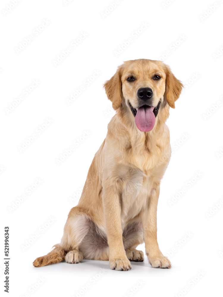 Friendly 6 months old Golden Retriever dog youngster, sitting up side ways. Looking towards camera with tongue out. Isolated on a white background.