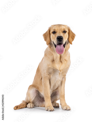 Friendly 6 months old Golden Retriever dog youngster  sitting up side ways. Looking towards camera with tongue out. Isolated on a white background.