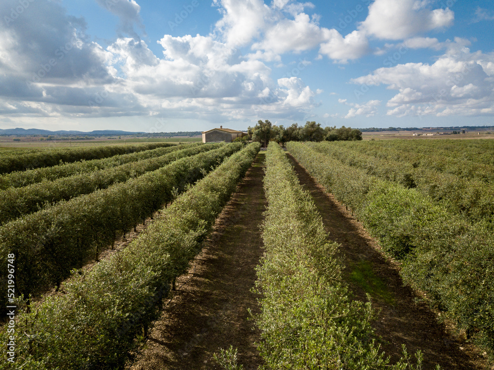 Landscape view of an Agricultural Olive fields in Mallorca, Spain, Europe