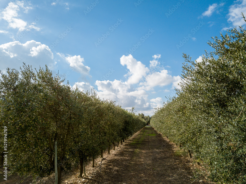 View of an olive orchard in the foreground and clouds background. Mallorca, Spain, Europe.
