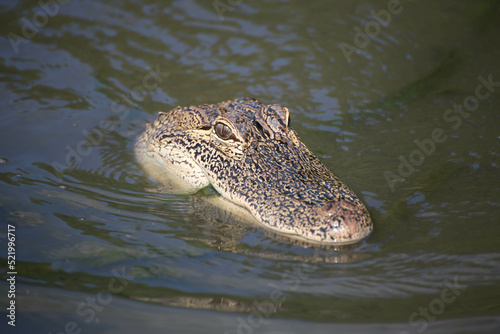 American Alligator in Louisiana swampland