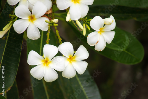 White Frangipani flower Plumeria alba with green leaves