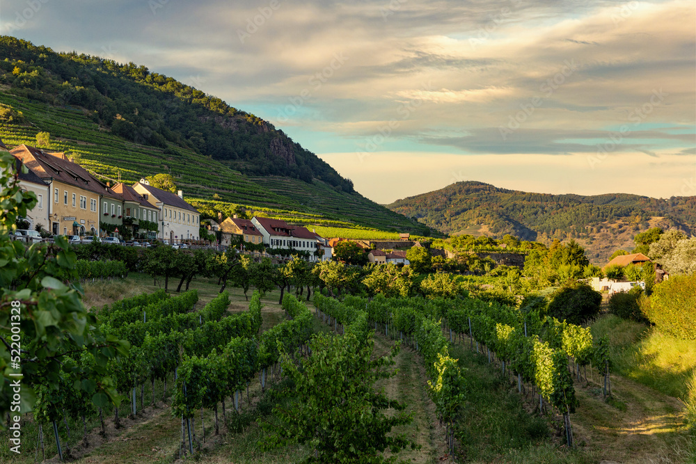 Vineyard in Wachau valley. Krems region. Lower Austria