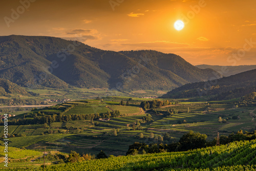 Picturesque landscape with vineyards in Wachau valley. Krems region. Lower Austria