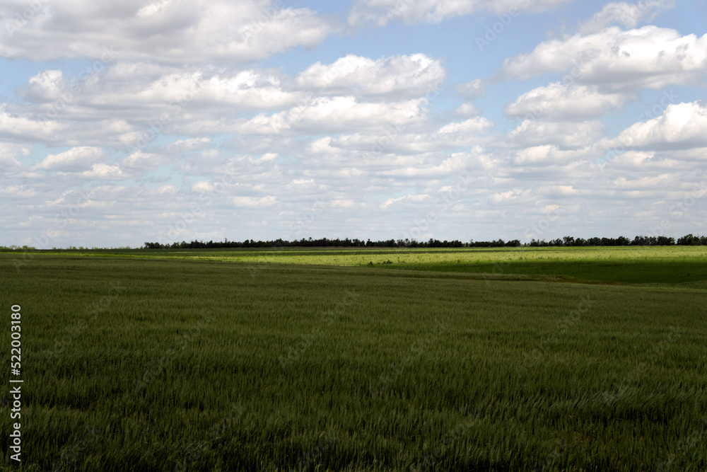 Obraz premium clouds in the south of Ukraine. Wheat field