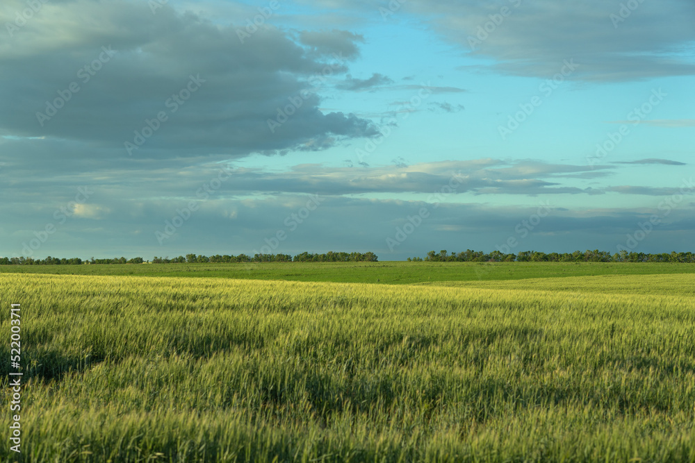 south of Ukraine. a field of wheat before a thunderstorm