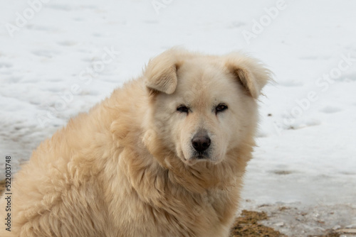 An old Great Pyrenees dog staring forward with its ear bent over. There's white snow in the background. The majestic mountain dog is large, has dirty fur, is thickly coated, and is immensely powerful
