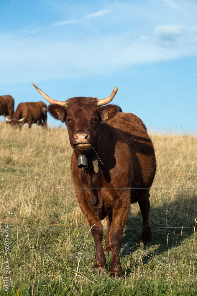 funny portrait of brown cow standing in a meadow on blue sky background funny portrait of brown cow standing in a meadow on blue sky background