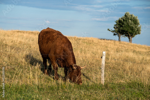 funny portrait of brown cow grazing in a eadow on blue sky background photo