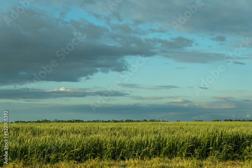 south of Ukraine. a field of wheat before a thunderstorm