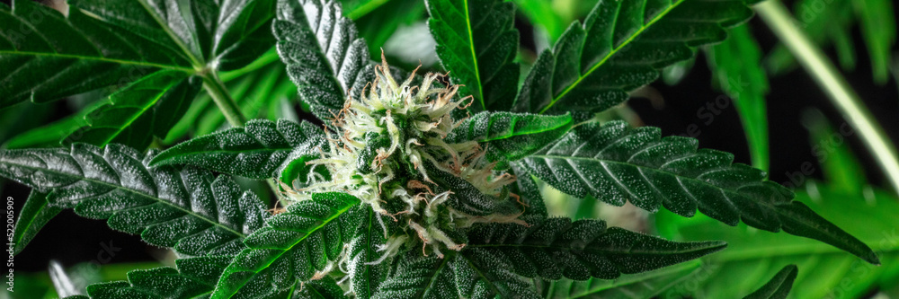 Cannabis plant in bloom panorama, with green leaves and white and yellow stigmas on flowers. Growing marijuana for medicinal purposes Cannabis plant in bloom panorama, with green leaves and white and yellow stigmas on flowers. Growing marijuana for medicinal purposes