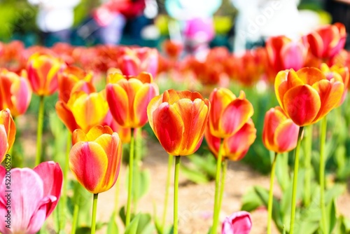 Fototapeta Naklejka Na Ścianę i Meble -  field of tulips