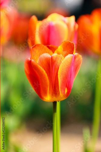 red and yellow tulips