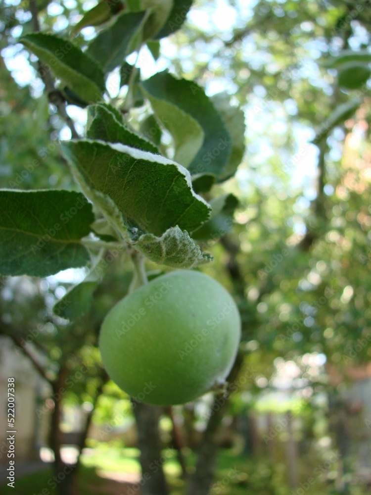 Green apples on the tree. Apple branch with fruits. Agriculture, organic, natural Green apples on the tree. Apple branch with fruits. Agriculture, organic, natural