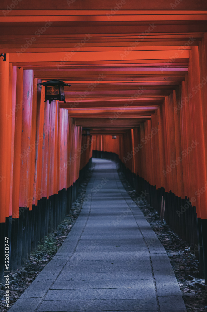 Fototapeta premium OLYMPUS DIGITAL CAMERA