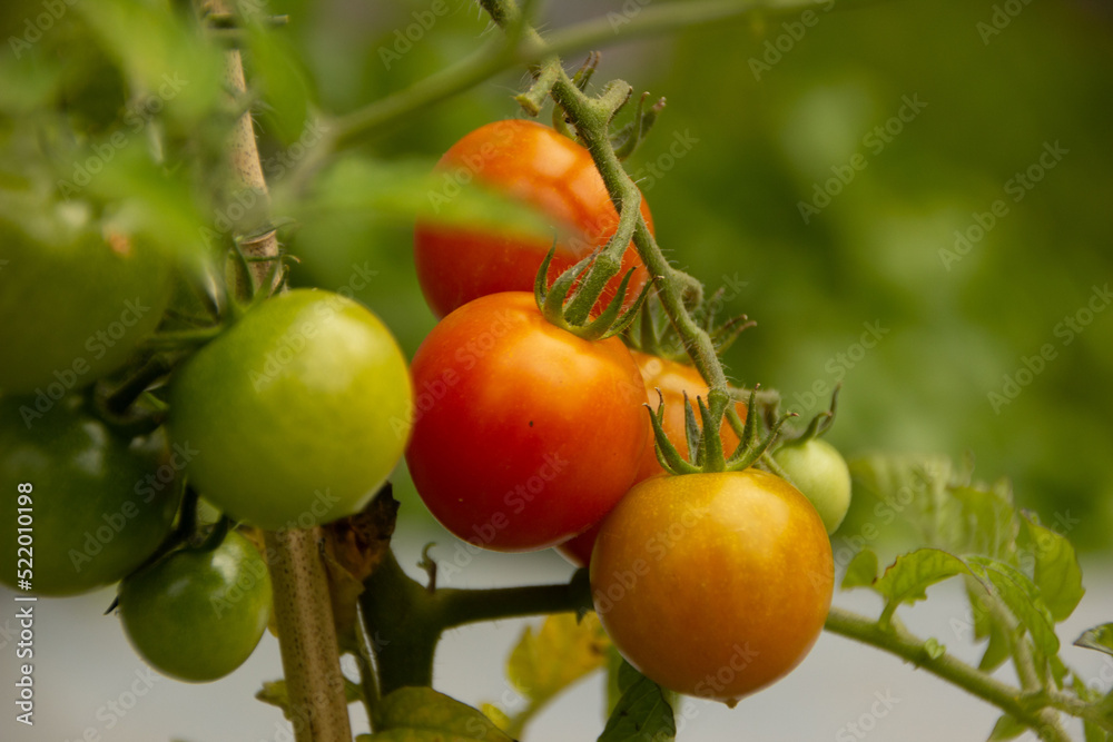  Tomatoes in summer