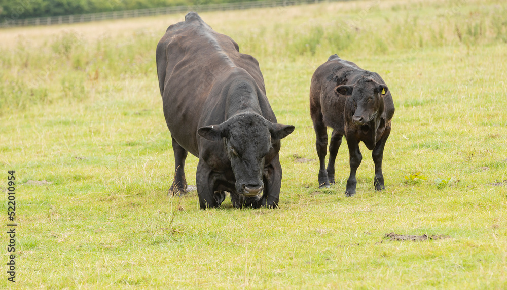 Fototapeta premium black stud bull on its haunches standing up watched closely by one of its offspring