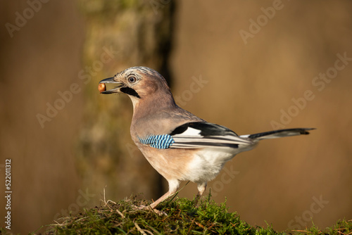 Close up of a European jay, Scientific name: Garrulus Glandarius, facing left in natural woodland habitat with beak filled with peanuts. Clean background. Copy space