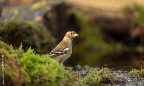 female chaffinch fringilla coelebs, standing by the side of a pond about to take a drink © © Raymond Orton