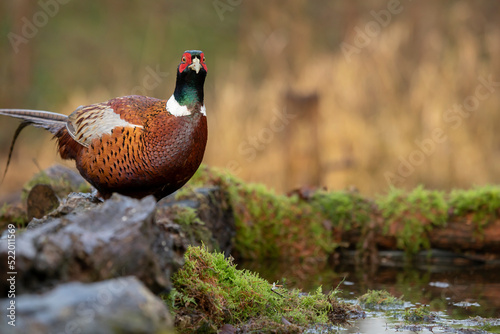 male Ringneck Pheasant (Phasianus colchicus) close up warm light
